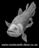 www.coelacanth-diver.co.za